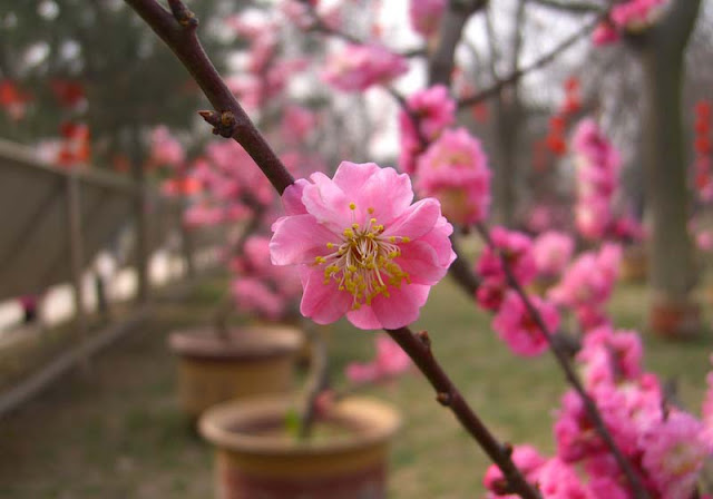 Plum Flowers