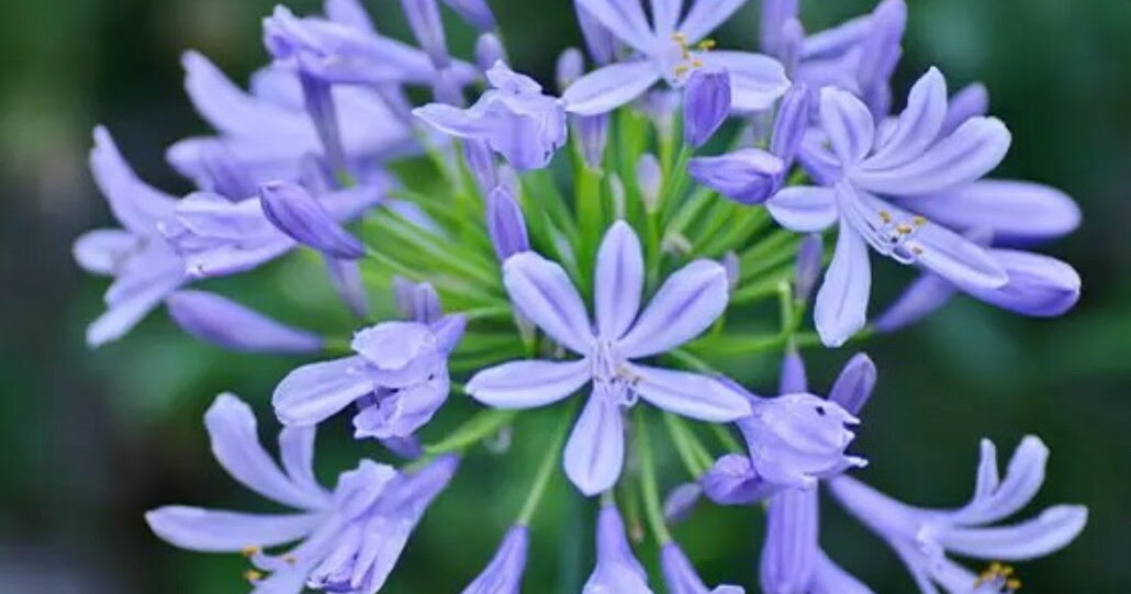 Lovely Wanko Blog 6月19日の誕生花 Lovely Wanko Blog 6月19日の誕生花