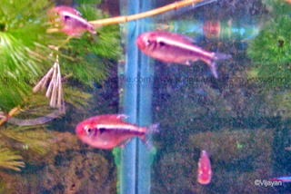 Black neon tetra picture