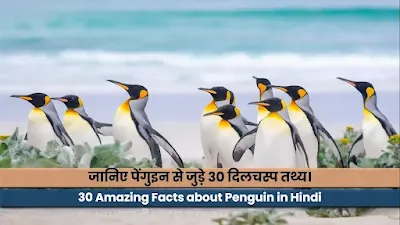 Penguins Facts in Hindi