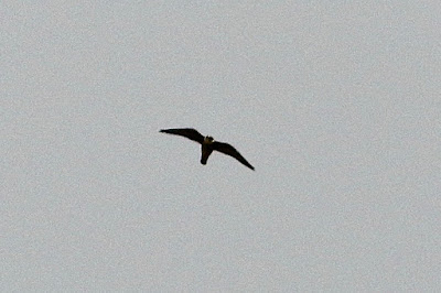 "Eurasian Hobby - Falco subbuteo , winter visitor flying above."