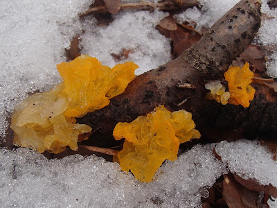 grzyby zimowe, grzybobranie w zimie, grzyby w lutym, trzęsak pomarańczowożółty Tremella mesenterica, uszak bzowy Auricularia auricula-judae,  płomiennica zimowa, zimówka Flammulina velutipes  