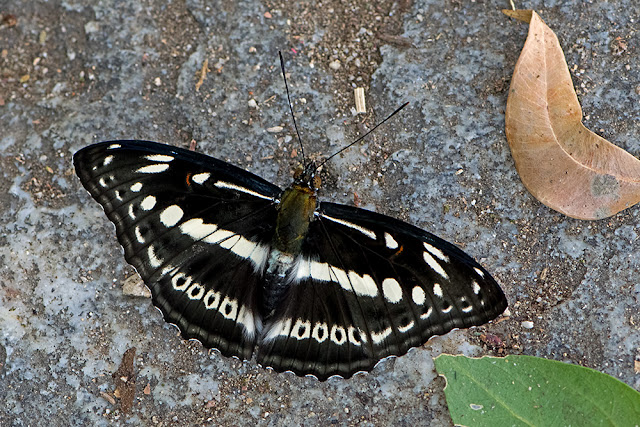 Athyma asura the Studded Sergeant butterfly
