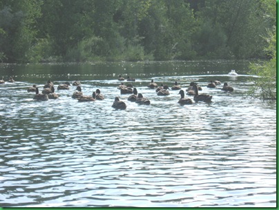 Sunday on the River 029