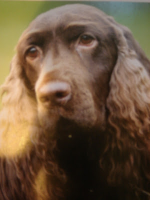 Field Spaniel Poster