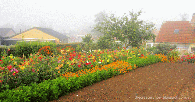 Lots of Dahlias