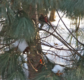 purple finch and male cardinal in white pine