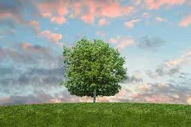 فوائد الاشجار للانسان والحيوان والبيئة