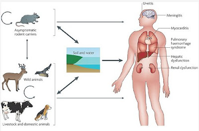 Pengobatan Herbal Leptospirosis Terbaik