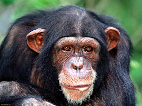 Chimpanzees Wallpapers