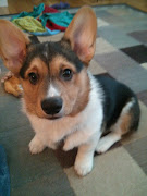 A wonderfully curious pup! Bentley snuggles best when he's tired and done .