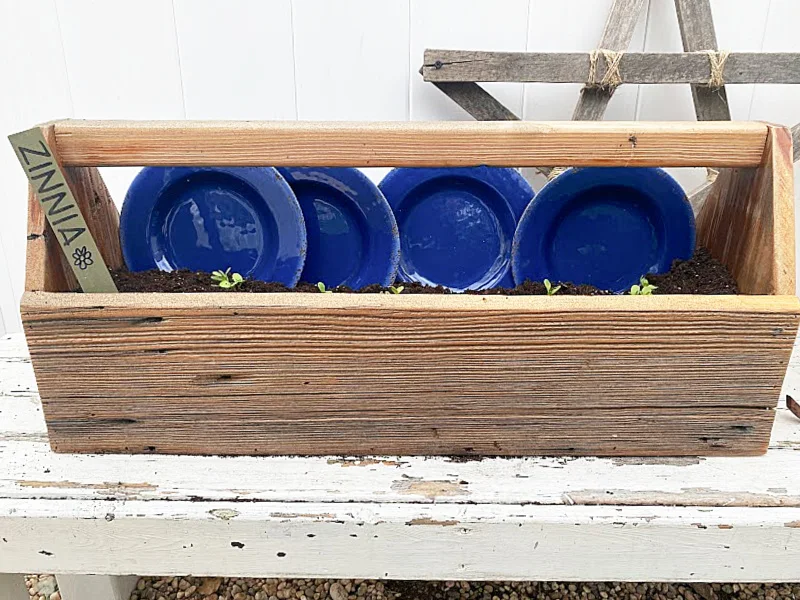 crate of zinnias and blue plates