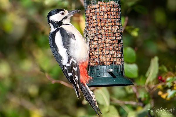 Great spotted woodpecker