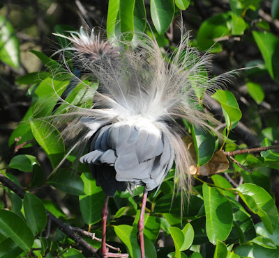 Tricolored Heron (Egretta tricolor)