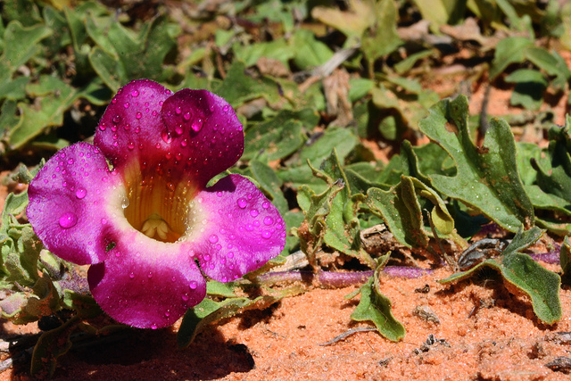 Harpagophytum procumbens (Devilaposs Claw) Monograph