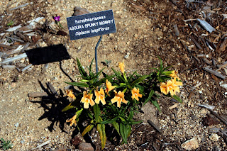 Agoura Spunky Monkey Flower Desktop Wallpaper