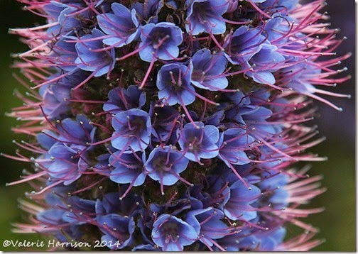 Echium