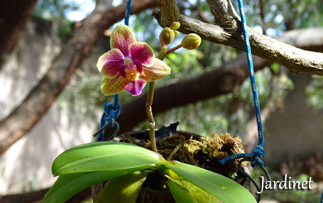 Como cultivar mini phalaenopsis no coco