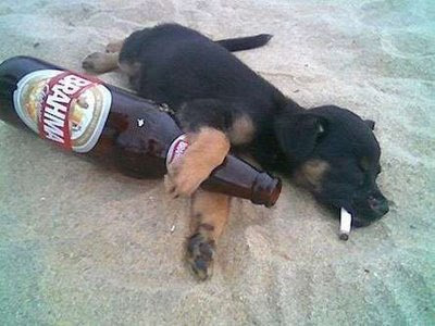 cachorro bebado na praia Me Empurra Por Favor