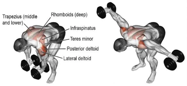 Bent-over Lateral Raise