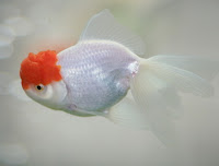 oranda