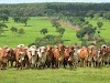 4.000 cabeças de gado arrematadas para pagamento de dívidas trabalhistas da VASP