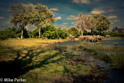 okavango delta photo safari, chiefs island photo workshop, c4 images and safaris, 