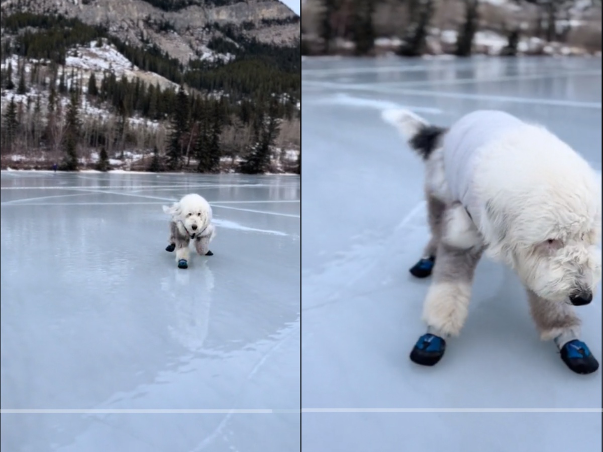 a dog wlaking on ice