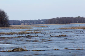 early migrants: tundra swans, Canada geese