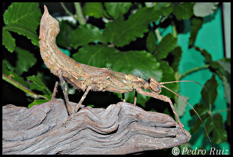 Hembra adulta (color marrón) de Haaniella echinata, 12 cm de longitud