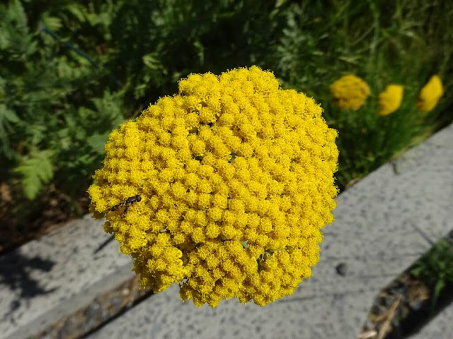 Achillea Filipendulina Coronation Gold Yarrow