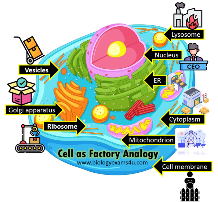 Cell Factory Analogy Learn the Cell parts