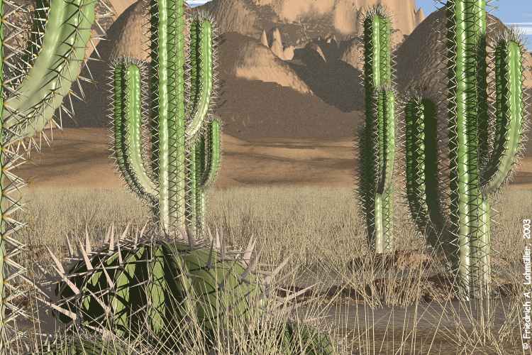 Manfaat Kaktus  Untuk Kesehatan Tubuh Tips Unik Kesehatan