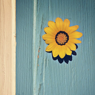 35+ beautiful flower images and wallpaper image flower free download