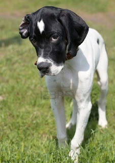 Pointer Dog Picture