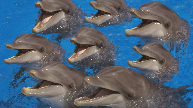 Groep dolfijnen met kop boven water