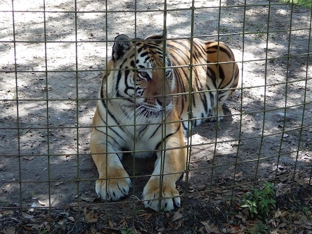 Big Cat Rescue