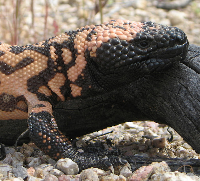 Gila Monster