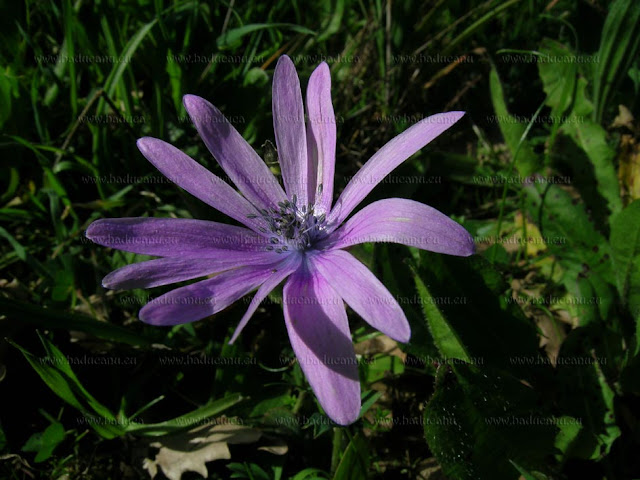 Anemone hortensis - © www.baducanu.eu