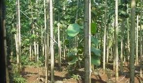 Sekilas Tentang Pohon Ulin Kalimantan