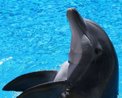 cute pics of dolphins