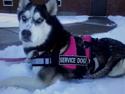 Are Huskies Good Service Dogs
