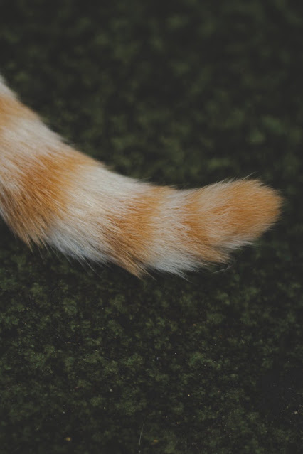 why do cats wag their tails