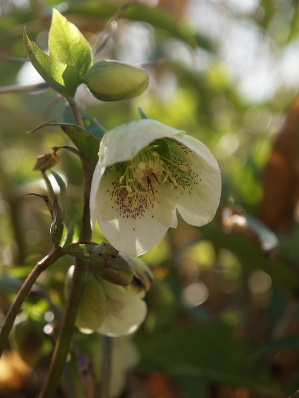 2016-03-25 Hellebores (15)