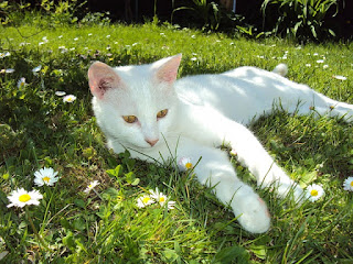A white cat laying in some grass
