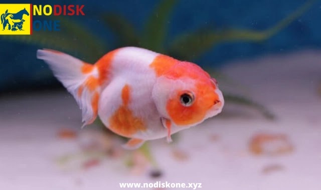 2. Goldfish (10 to 25 years old)