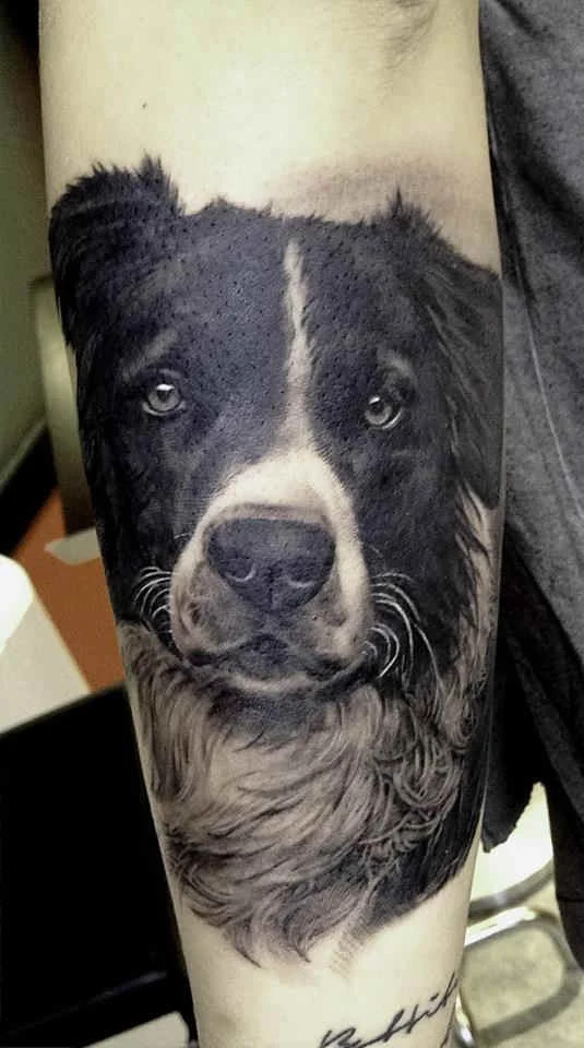 La imagen de un perro pastor en el brazo, tiene una mirada penetrante