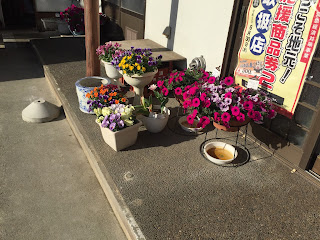 お店の前の花