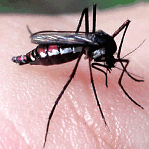 Febre Amarela : Mosquitos Haemagogus são encontrados em matas de Alagoas