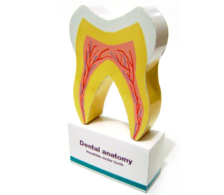 Tooth Anatomy Papercraft